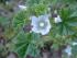 Malva verticillata L. Malva verticillata L.